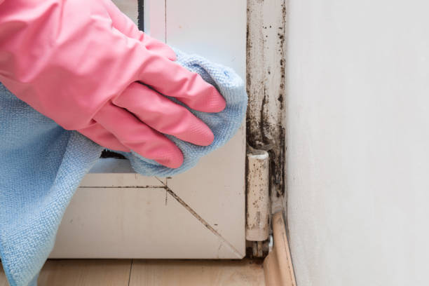 Trusted Glen Ellen, CA Mold Remediation Experts